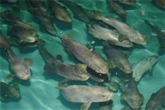 目前石斑魚的養殖品種、養殖方式情況介紹