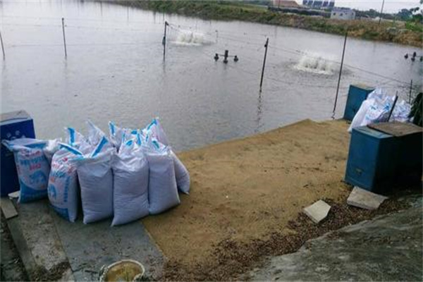 商品草魚囤養投放要點