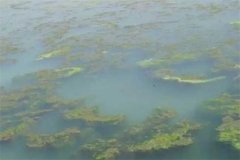 龍蝦池塘中的青苔怎么處理，怎么快速清除干凈
