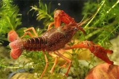 養龍蝦用什么飼料最好 養殖龍蝦需要注意什么？