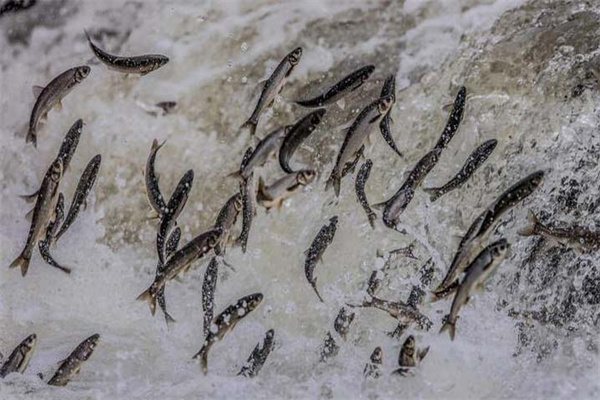 鯔魚苗的捕撈季節