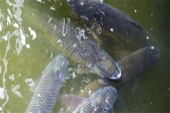 吊養草魚、鳙魚養殖經驗總結
