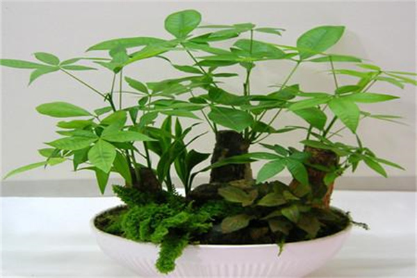發財樹的生長習性