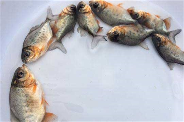 淡水白鯧魚種的放養