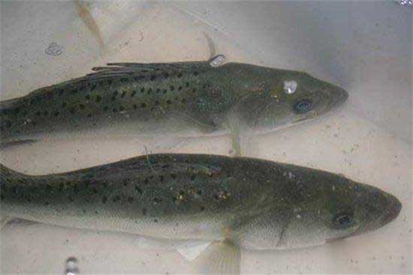 鱸魚養殖需注意防治哪些病害