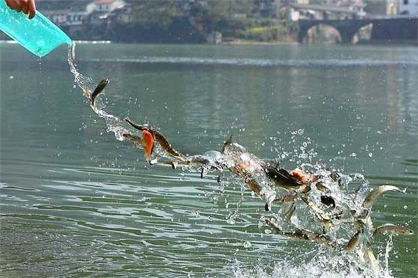 如何掌握好魚苗安全下塘、提高魚苗成活率
