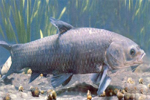 青魚催產劑的種類、劑量和注射方法