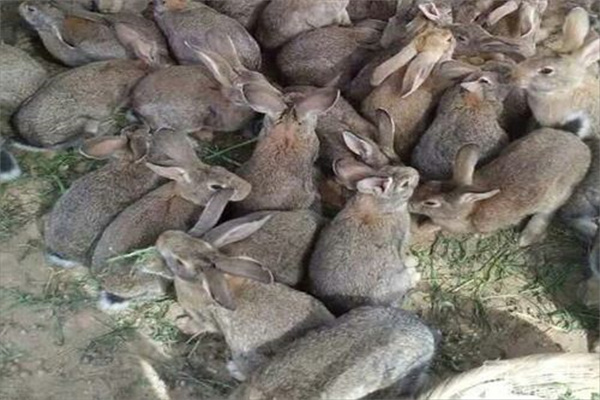 野兔子崽子怎么養