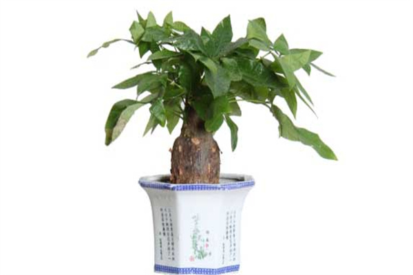 發財樹會開花嗎