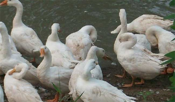 皖西白鵝育雛期的飼養管理