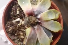 多菌靈可以灌根嗎？一克多菌靈加多少毫升水