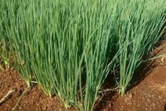 大蔥的品種有哪些，什么時間種植、怎樣種植