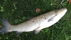 釣草魚用什么餌最好？釣草魚的方法和技巧