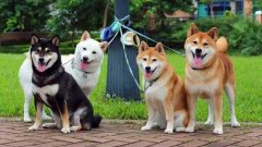 日本柴犬多少錢一只 日本柴犬有哪些優點和特點