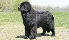 紐芬蘭犬價格多少一只，紐芬蘭犬怎么養？