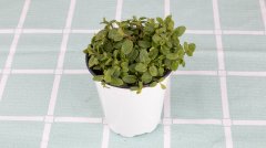 薄荷盆栽可以放臥室嗎？盆栽薄荷怎么養