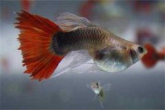 孔雀魚多久繁殖一次，它生產小魚前有何預兆？