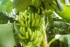 香蕉一般多久成熟？香蕉生長環境和條件簡介