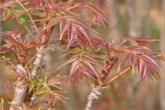 香椿矮化密植的選種、育苗要點及剪枝方法