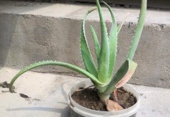 蘆薈葉子發黃干癟枯萎怎么辦 是什么原因導致的