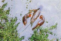 養龍蝦需要什么條件 需要放多深的水合適