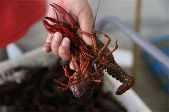 家養小龍蝦怎么養 家養小龍蝦需要多少水