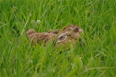 野兔是國家保護動物嗎?養野兔需要辦理什么手續