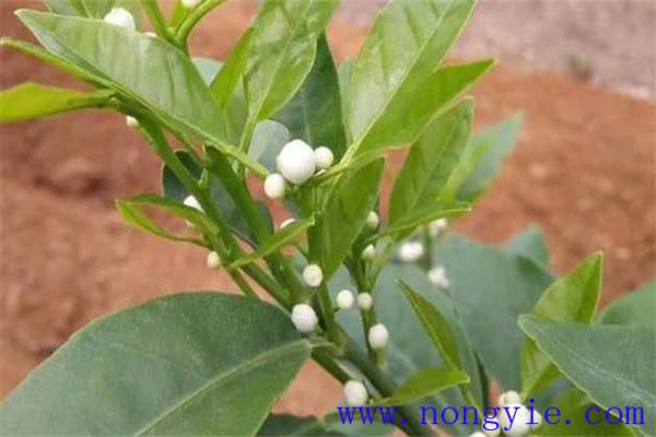 柑橘花期用什么農藥
