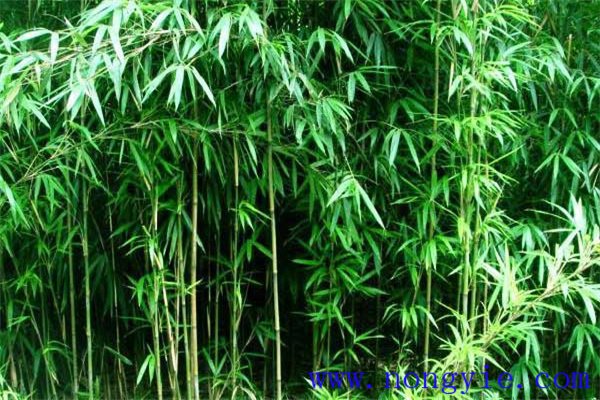 茶稈竹的形態特征及主要用途