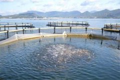 網箱養殖淡水鯧魚的方法與步驟