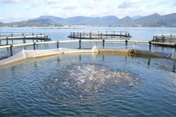 網箱養殖淡水鯧魚的方法
