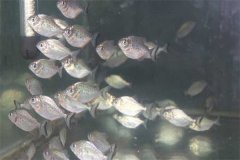 淡水鯧魚越冬魚種養成商品魚的方法