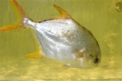 淡水鯧的形態特征、食性與生長規律