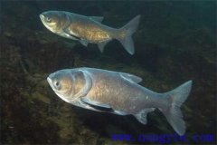 家魚混養池只死鰱鳙魚的原因是什么？