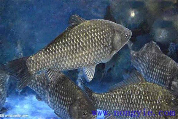鯽魚高產養殖技術