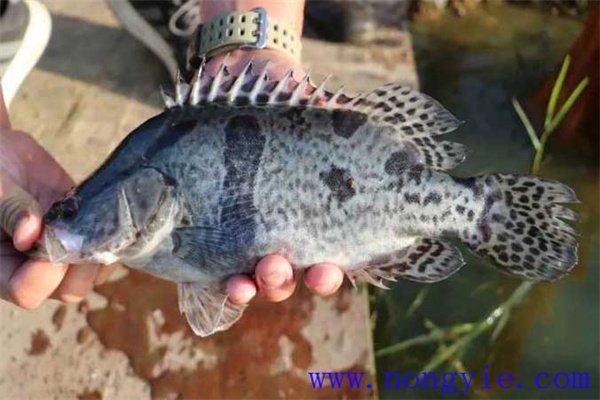養殖鱖魚當年上市需要什么樣