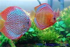 熱帶魚在北方的人工養殖技術要點