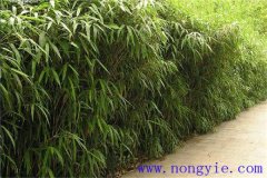 大明竹怎么養？大明竹的相關知識