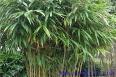 矢竹是什么竹子，矢竹的栽植方法