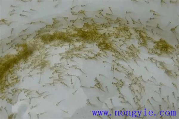 投喂魚苗豆漿的方法