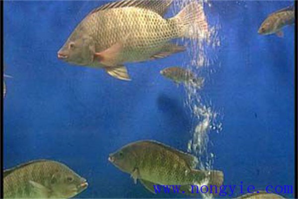 注意大魚吞食小魚的現象