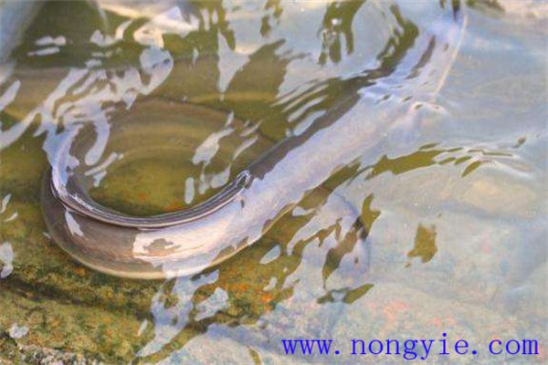 人工養殖鰻魚為什么會生病