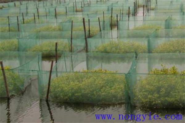 養鱔池的水質管理
