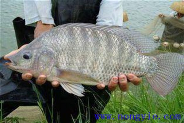 稻田養殖奧尼羅非魚的條件