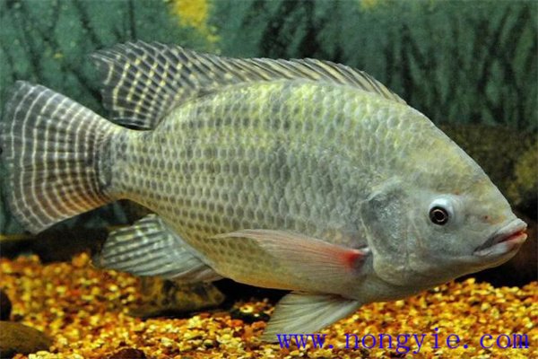 奧尼羅非魚飼養管理、人工投餌