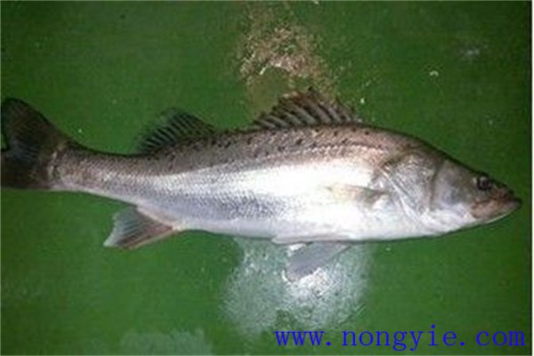 加州鱸魚飼料的研究與開發