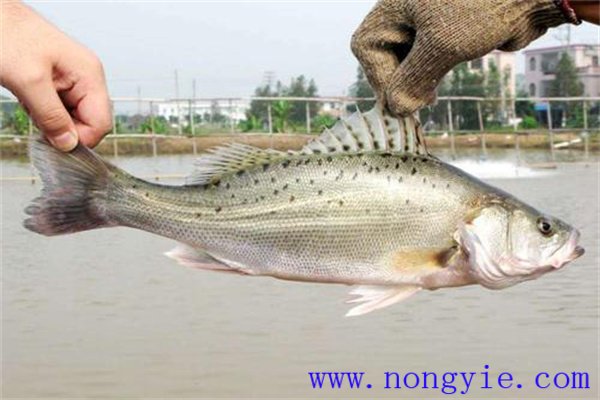 加州鱸魚親魚的飼養管理