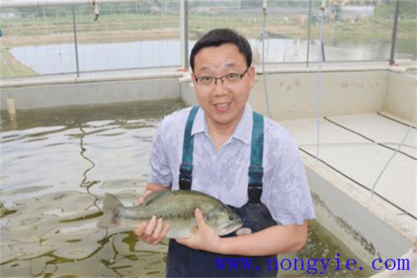 加州鱸魚的產卵池的要求