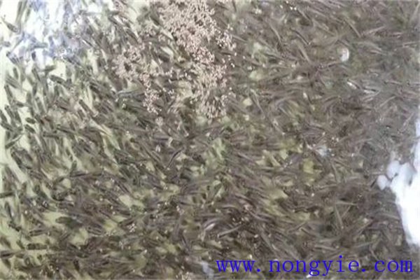 加州鱸魚的受精產卵過程