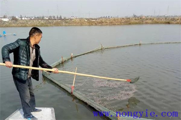 加州鱸魚混養量
